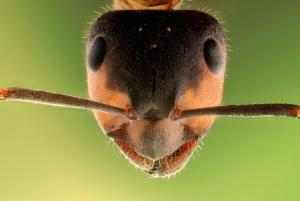 Einen Ameisenhaufen suchen
